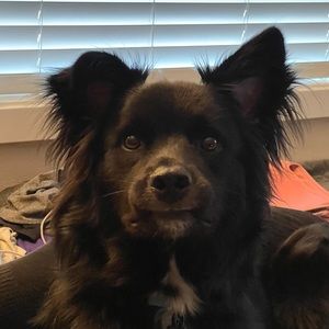 Meet your Posher, Sydney